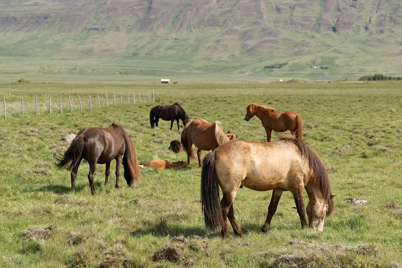 Icelandic horses grazing in a green field