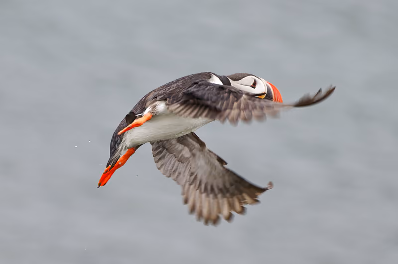 An Atlantic puffin in flight, wings spread