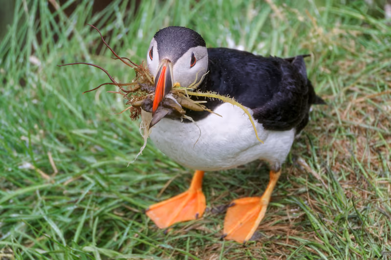 An Atlantic puffin carrying a beakful of grass to its burrow