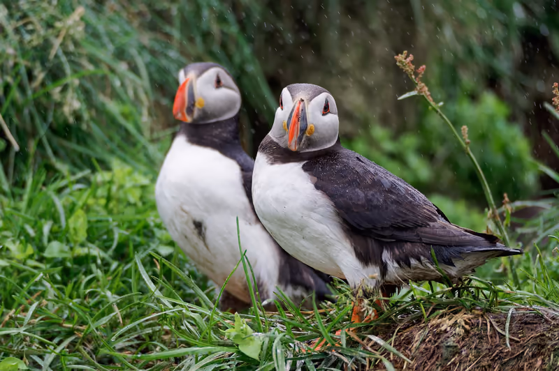 Two Atlantic puffins side by side in the grass