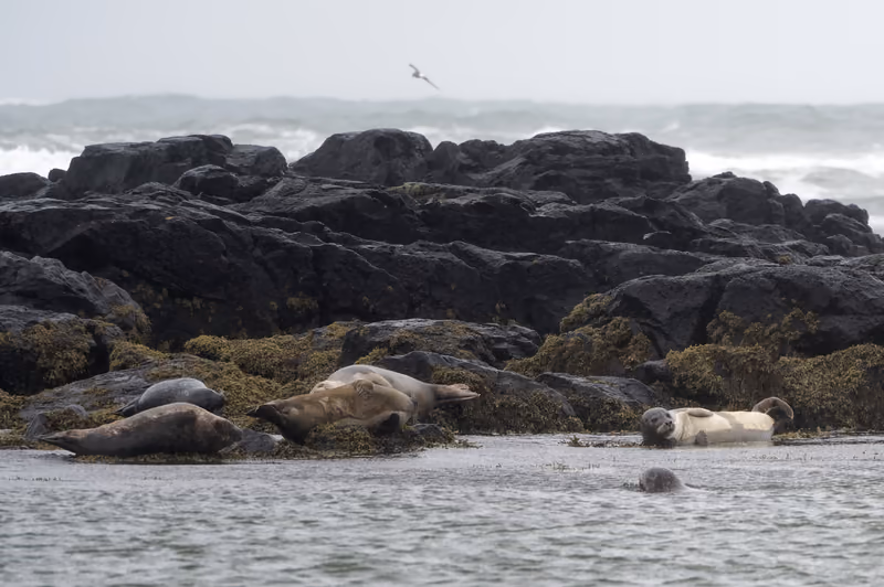 Harbour seals hauled out on dark rocks at Ytri Tunga beach