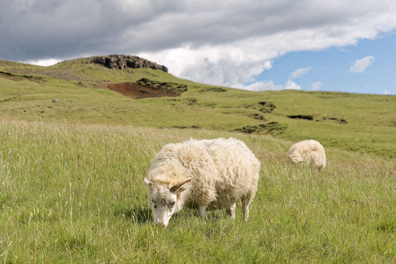Sheep grazing on a green hillside near Skógar